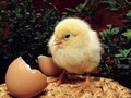 Một con gà “cõng” 14 loại phí: Bộ Nông nghiệp đề xuất “giải cứu”