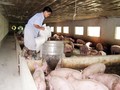 “Bóng ma” chất cấm bao phủ ngành chăn nuôi