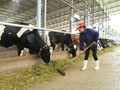 Mặc dù phát triển mạnh nhưng sản xuất sữa bò trong nước mới đáp ứng được 40% nhu cầu tiêu thụ nội địa - Ảnh: TL