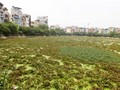 Hà Nội mất 7,2 ha mặt hồ trong 5 năm