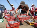 Ngư dân Quảng Trị vận chuyển cá lên bờ sau chuyến đánh bắt hải sản ngoài khơi xa.