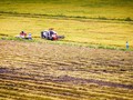 Thu hoạch vụ hè - thu tại Hậu Giang. Ảnh Lý Anh Lam