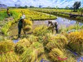 Thu hoạch lúa ở Hậu Giang. Ảnh: Lý Anh Lam