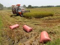 VN cần được khắc phục tình trạng làm nông manh mún ẢNH: DIỆP ĐỨC MINH