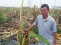 Ông Phạm Văn Quân bên cánh đồng chuối bị chặt. Ảnh: Vietnamnet.