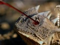Loài thằn lằn có khả năng phun máu để tự vệ (Ảnh: Animal Planet/YouTube)