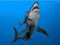 Cá mập Megalodon (Ảnh: Live Science)