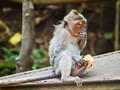 Những con khỉ tại đến Uluwatu, Bali rất tinh ranh (Ảnh: The Guardian)