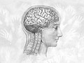 Bộ não con người đang ngày một nhỏ đi (Ảnh: Discover Magazine)