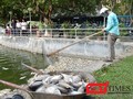 Sau khi tình trạng cá chết liên tiếp xảy ra tại hồ Công viên 29/3, UBND TP Đà Nẵng đã phê duyệt kinh phí hơn 15,3 tỷ đồng nạo vét bùn đối với hồ này.