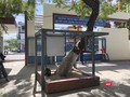 Cây xanh trong khuôn viên trường Nguyênc Lương Bằng (Đà Nẵng) được bảo vệ bằng chống đỡ thay vì chặt hạ như một số địa phương (ảnh Bích Thuận)