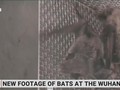 Hình ảnh Dơi được nuôi tại Phòng thí nghiệm P4 Vũ Hán trong video được bà Sharri Markson công bố (Ảnh: skynews).