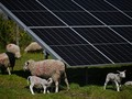 Mô hình chăn thả cừu + điện mặt trời đang phát triển mạnh ở Mỹ và lan sang châu Âu (Ảnh: AFP).