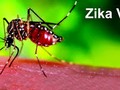 Virus Zika (nguồn Internet)