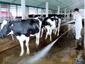 Chăn nuôi bò sữa là ngành hàng dễ ứng dụng nông nghiệp 4.0. Ảnh: Chăn nuôi bò sữa tại tỉnh Hà Nam.  Ảnh: H.N.G