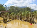 Hoa màu của nông dân miền Trung bị lũ nhấn chìm, làm hư hại