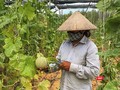 Nông dân Đà Nẵng trồng dưa lưới bằng kỹ thuật canh tác mới (ảnh H.H)