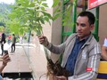 Cây sâm Ngọc Linh được chủ nhân ra giá giá 900 triệu đồng tại phiên chợ sâm huyện Nam Trà My (Quảng Nam)