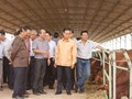 Phó thủ tướng Lào 'xông đất' nông trại chăn nuôi bò của bầu Đức