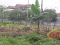 "Đất dự án để trống, trồng chuối cho đỡ phí"