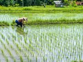 Trồng lúa trên cánh đồng lúa truyền thống ở Bali, Indonesia. Ảnh NoCamels