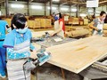 Gỗ Trường Thành đang đứng trước nguy cơ hủy niêm yết