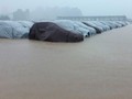 Hình ảnh ghi nhận hàng loạt xe Grand i10 bị ngập tại nhà máy Hyundai ở Gia Viễn, Ninh Bình