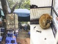 1 cá thể culi được giải cứu khi bị nhốt tại một quán bia ở Hà Nội (ảnh: ENV)