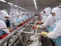 Xuất khẩu tôm cả năm ước đạt hơn 3 tỷ USD - (Ảnh minh họa)