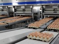 Dây chuyền đóng gói trứng gà tự động của Hòa Phát (Nguồn: HPG)