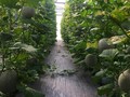 Trồng dưa lưới bằng hệ thống Smart Agri tại Khu Nông nghiệp công nghệ cao TP HCM đem lại hiệu quả cao (Ảnh: QTSC cung cấp)