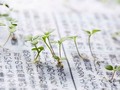 Những mầm cây mọc lên từ giấy báo của Nhật Bản. 