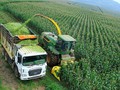 Thu hoạch nguyên liệu ngô tại trang trại của Tập đoàn TH Truemilk ở Nghĩa Đàn (Nghệ An).