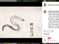 Angela Phương Trinh quảng cáo địa long chữa được COVID-19 trên instagram (Ảnh - VT) 