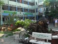 Cây cổ thụ bật gốc đè học sinh tử vong sáng nay (26/5). Ảnh: Tiền Phong