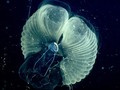 Con larvacean với chiếc máy lọc của mình. Ảnh: MBARI