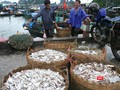 VASEP muốn Việt Nam "làm thực" Chương trình chống khai thác bất hợp pháp của EU (IUU). Ảnh: Quốc Dũng 