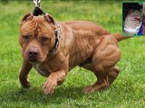 Cứu sống ca đột quỵ do tắc mạch máu não trong gang tấc ảnh 3 Thái Nguyên: Chó Pitbull tấn công khiến em bé 4 tuổi và người thân nhập viện