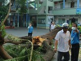 Cây phượng đổ khiến học sinh tử vong, trách nhiệm thuộc về ai? ảnh 7 Phượng cổ thụ bật gốc đè 1 học sinh tử vong, người mẹ ngất xỉu tại chỗ khi hay tin