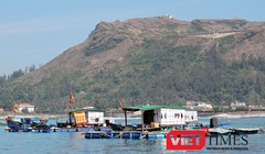 Trước thông tin cá nuôi lồng bè của một số hộ dân đảo Lý Sơn chết bất thường là do bị đầu độc phát tán, UBND huyện Lý Sơn chỉ đạo cơ quan công an vào cuộc