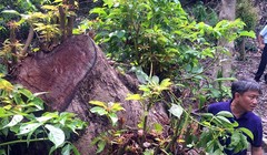 Bí thư Thành ủy Đà Nẵng Nguyễn Xuân Anh cương quyết xử nghiêm các vụ phá rừng Sơn Trà, cho dù đó là ai và dù chỉ chặt 1 cây