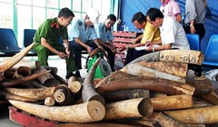 Ngà voi nhập lậu từ châu Phi về Việt Nam bị phát hiện và thu giữ