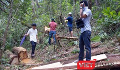 Tỉnh ủy Quảng Nam vừa có quyết định kỷ luật 3 tổ chức Đảng và 7 cá nhân liên quan đến vụ phá rừng Pơ mu tại khu vực biên giới tỉnh Quảng Nam-Lào