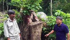 Hiện trường vụ "Xâm hại rừng Sơn Trà"