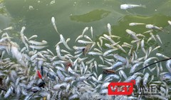 Thủy triều đỏ là "thủ phạm" gây ra tình trạng thủy hải sản nuôi trồng tại vùng biển giáp ranh 2 xã Vạn Thọ - Vạn Thạnh (huyện Vạn Ninh, tỉnh Khánh Hòa) bị chết trong thời gian qua. 