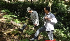 Quảng Nam sẽ tổ chức chợ sâm Ngọc Linh định kỳ 1 tháng/lần tại Nam Trà My