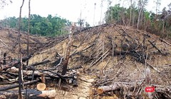 Tình trạng phá rừng liên tiếp xảy ra trên địa bàn tỉnh Quảng Nam khiến cử tri bức xúc, yêu cầu lãnh đạo giải trình, làm rõ