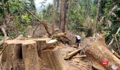 Phá rừng ở Quảng Nam, nhiều cán bộ Hạt Kiểm lâm bị kỷ luật