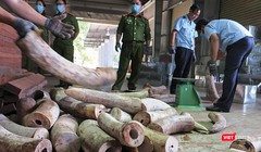 Cơ quan chức năng đâng kiểm kê số lượng lô ngà voi nhập trái phép vào cảng Đà Nẵng