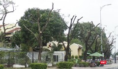 Cây xanh trên vỉa hè tuyến đường Bạch Đằng (quận Hải Châu), đoạn trước nhà hàng Madam Lan bị cắt tỉa trơ thân